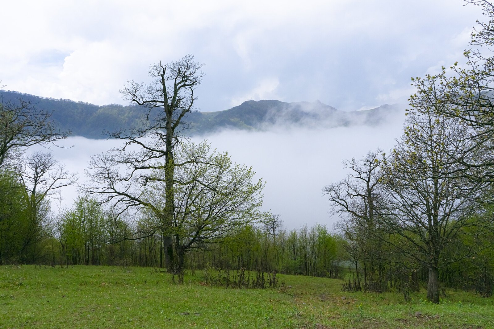 Дилижан: Misty forest landscape in Dilijan