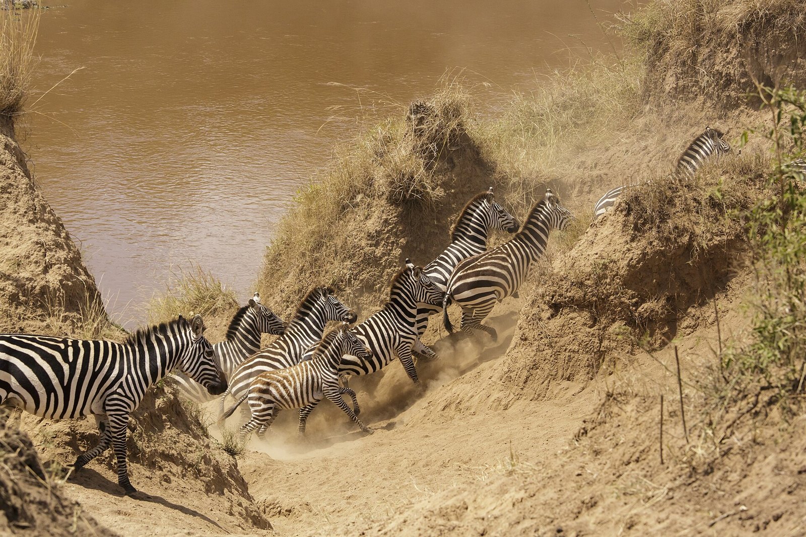 Масаи-Мара: Masai Mara National Reserve 20 - Mara river crossing