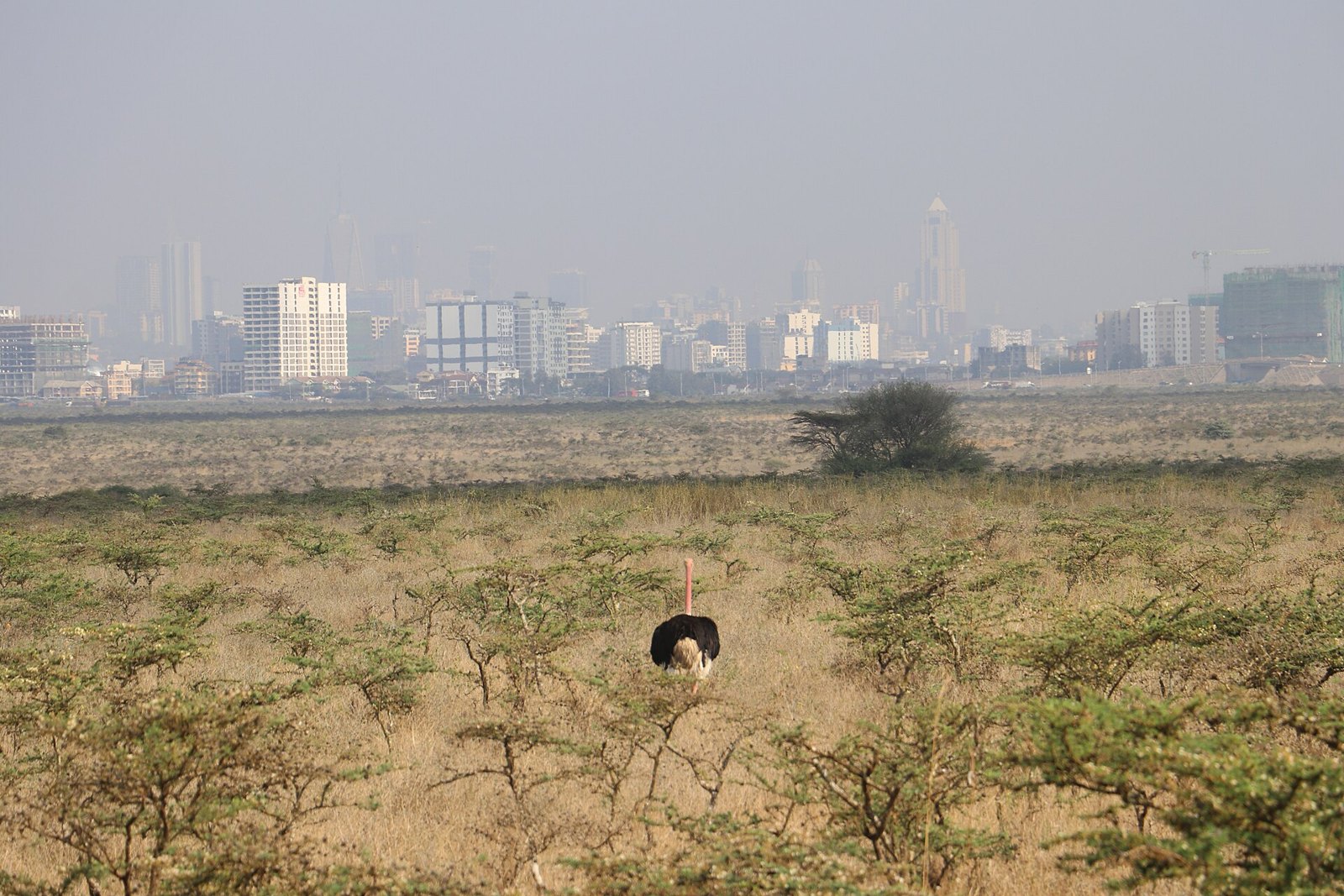 Найроби: Male maasai Ostrich facing the Nairobi Skyline from the Nairobi National park