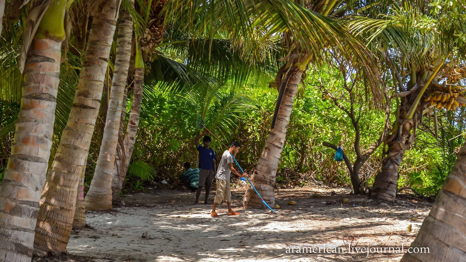 Тодду: Maldives, Thoddoo - panoramio (10)