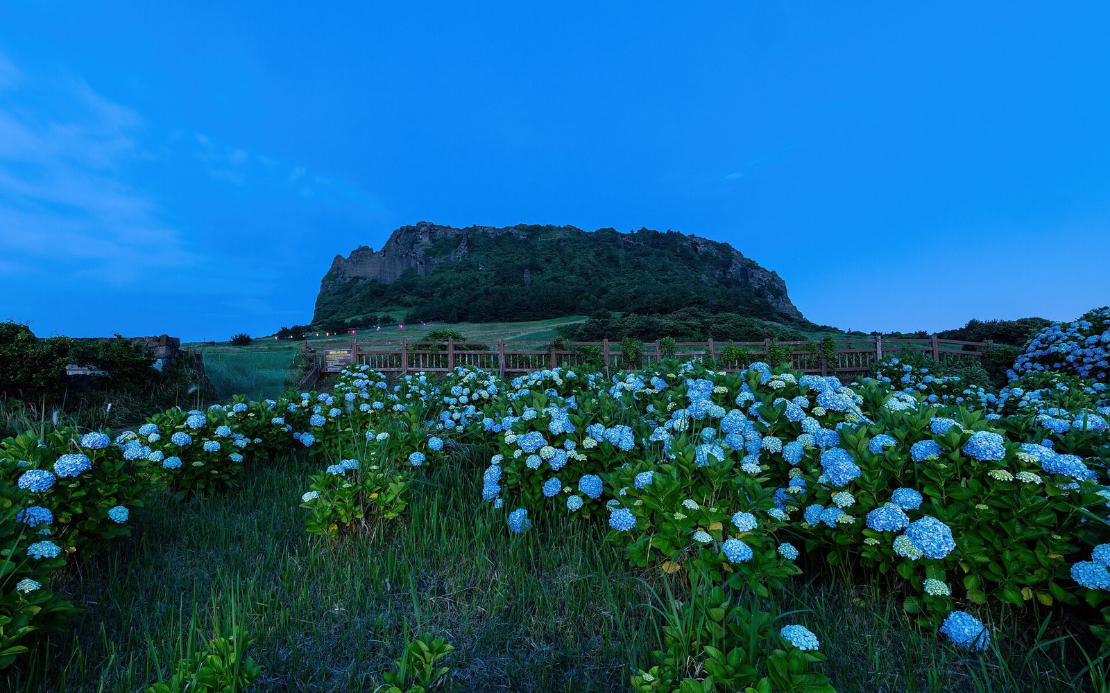 Чеджу: Hydrangea macrophylla in front of Seongsan Ilchulbong volcano at blue hour in Jeju Island South Korea