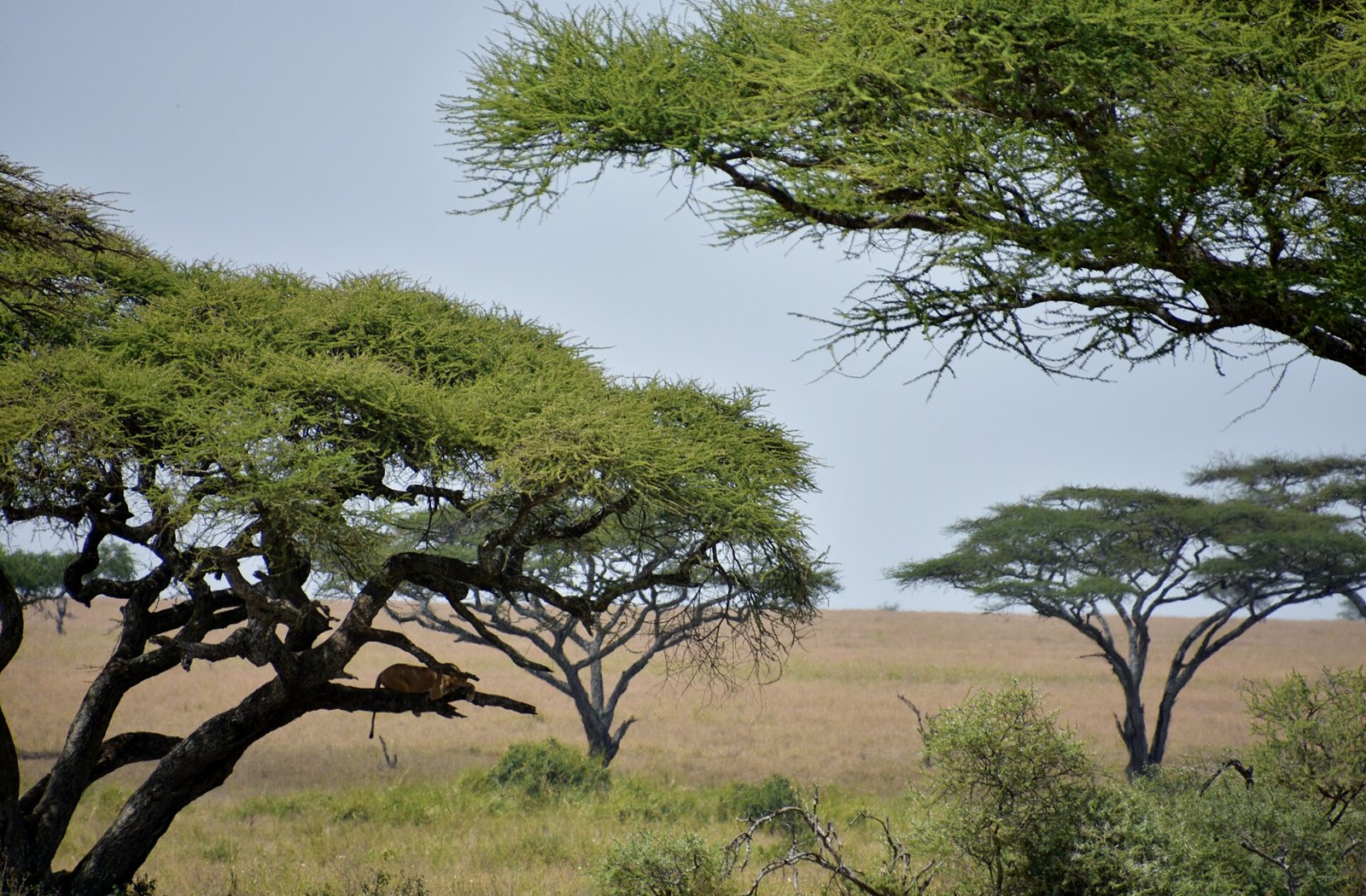Сафари в Танзании: Serengeti landscape (5) (28631238305)
