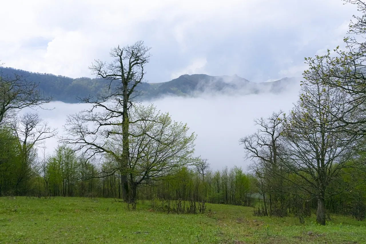 Дилижан: Misty forest landscape in Dilijan