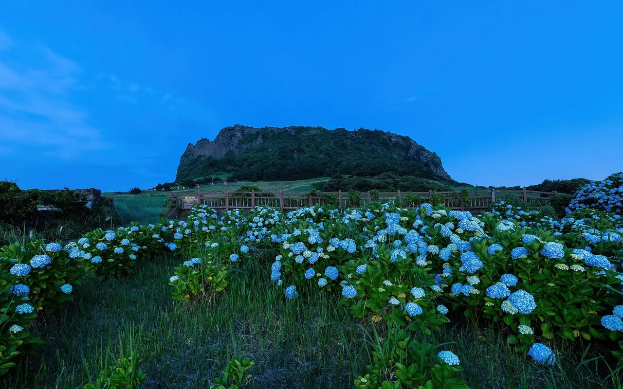 Чеджу: Hydrangea macrophylla in front of Seongsan Ilchulbong volcano at blue hour in Jeju Island South Korea